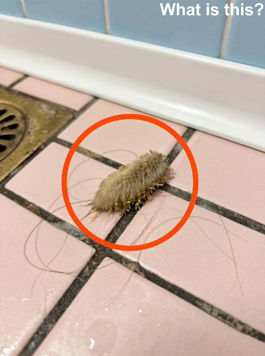 In the evening, I went into the bathroom and found this on the floor.