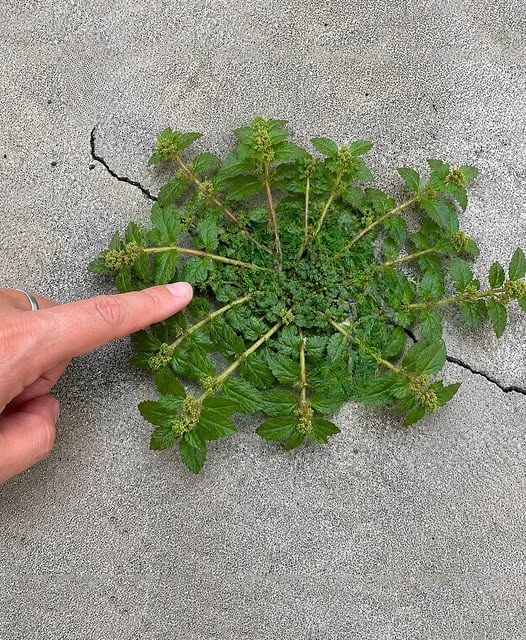 This Overlooked Plant Could Be Worth Its Weight in Gold—Here’s Why