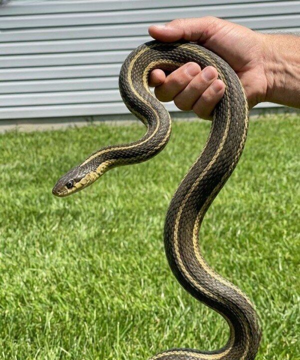 The Alarming Hidden Meanings You Should Never Ignore When a Snake Suddenly Appears