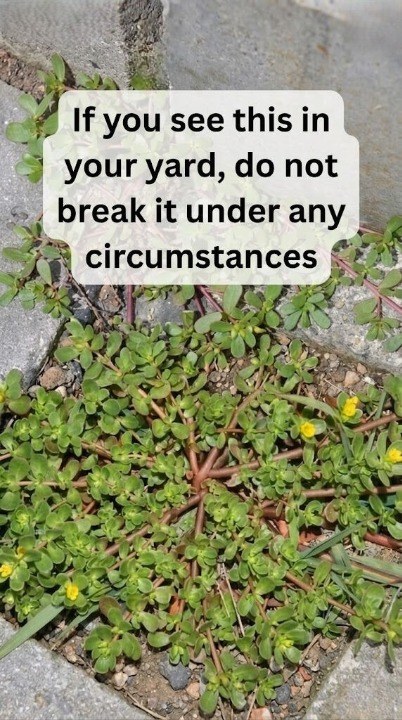 THE “USELESS WEED” IN YOUR BACKYARD THAT IS ACTUALLY A POWERFUL SUPERFOOD DOCTORS WISH MORE PEOPLE ATE