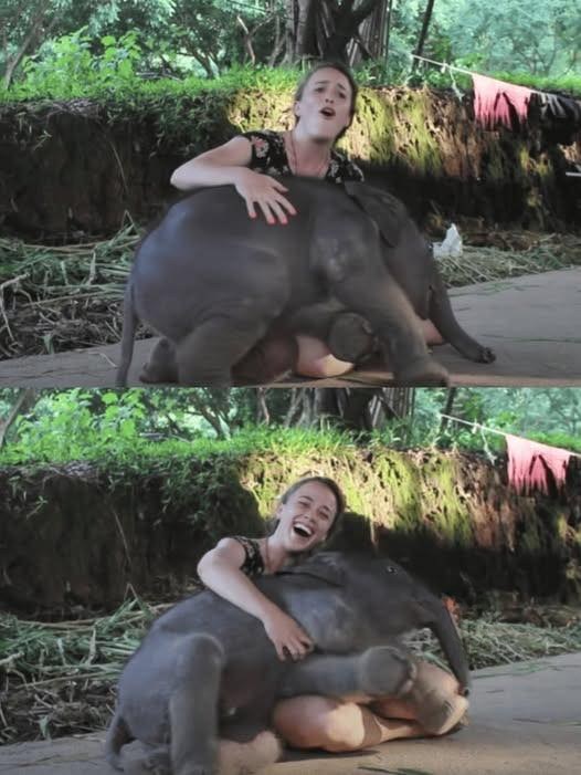 A Pachyderm’s Tender Alliance