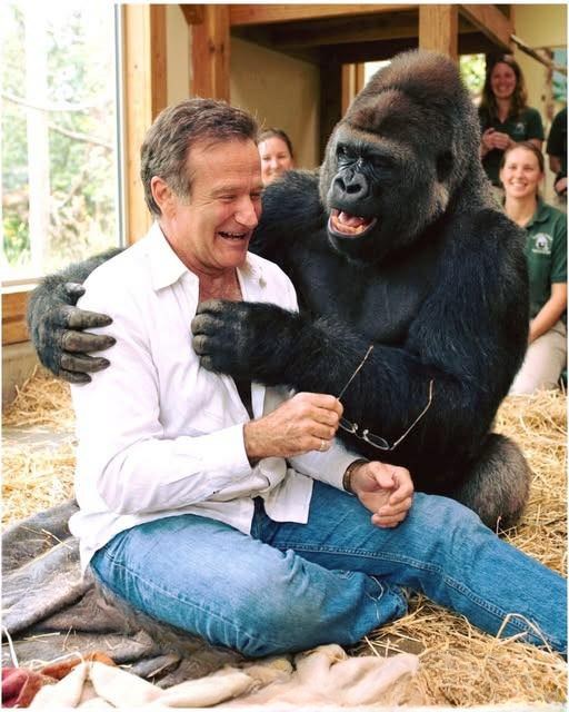 Robin Williams Brings Joy to a Grieving Gorilla