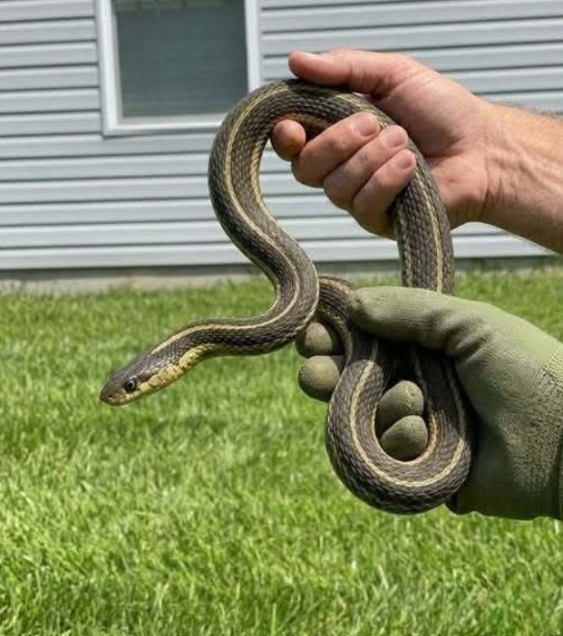 THE SURPRISING REASON SNAKES KEEP FINDING THEIR WAY INTO HOMES—AND WHAT THEY’RE REALLY LOOKING FOR