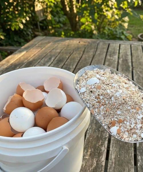 Stop Tossing Them Out — Boil Eggshells and Put an End to These Everyday Headaches