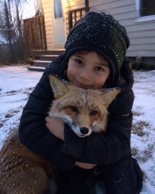 A Fox Appeared at Our Door — A Tiny Pouch with a Note Hung from Its Collar