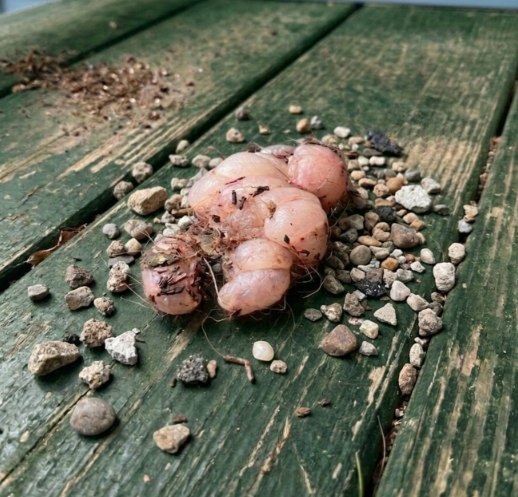 The Bizarre Porch Find That Had Everyone Doing a Double Take