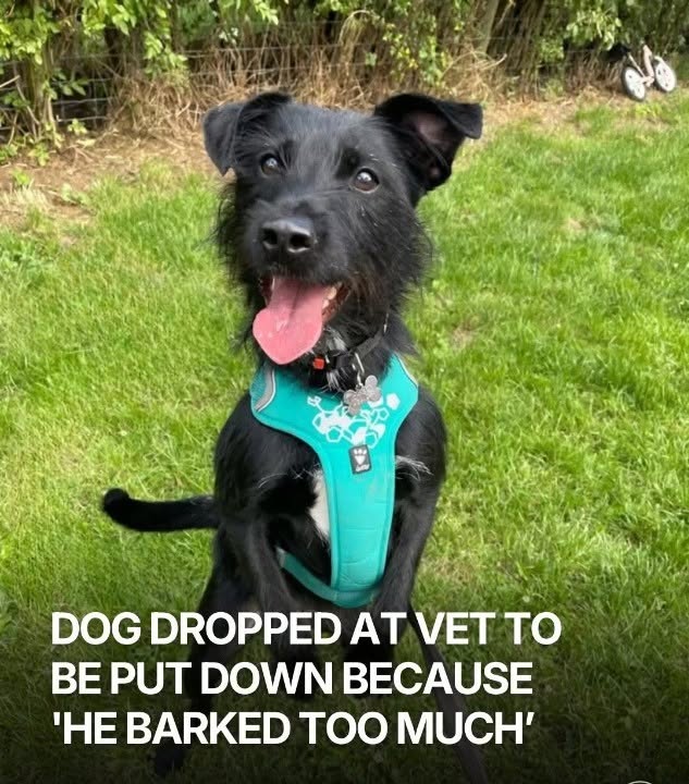 Dog Was Given Up After Barking at Strangers, but Rescuers Stepped In Just in Time