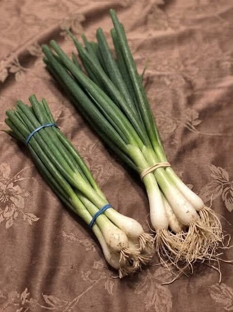 Scallions, Green Onions, Spring Onions, and Chives Explained in the Easiest Way