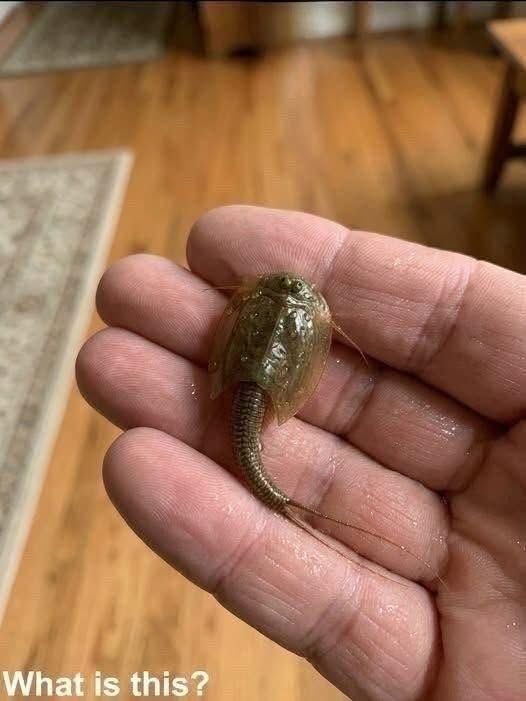 I discovered this creature within a waterlogged trench. I captured it and carried it inside a glass container. I am completely oblivious regarding its identity. Can any individual identify it? Review the initial remark for the solution 👇