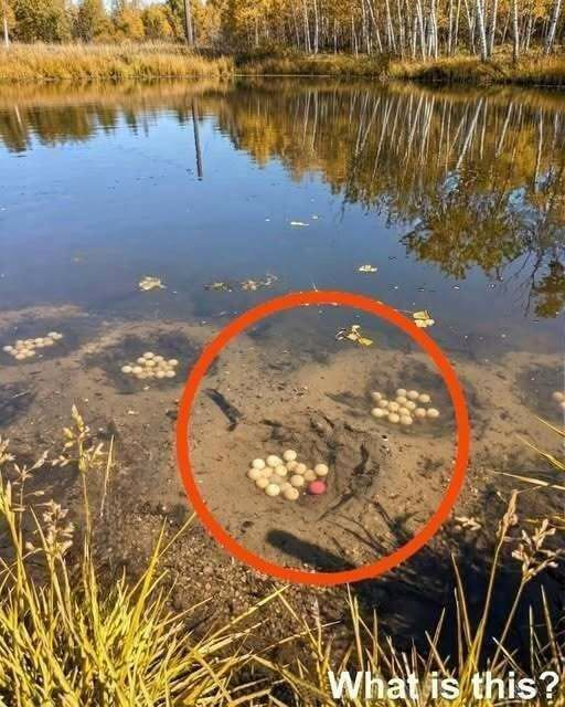 I Believed I Had Found Something Strange in a Village Pond — The True Explanation Was Remarkable