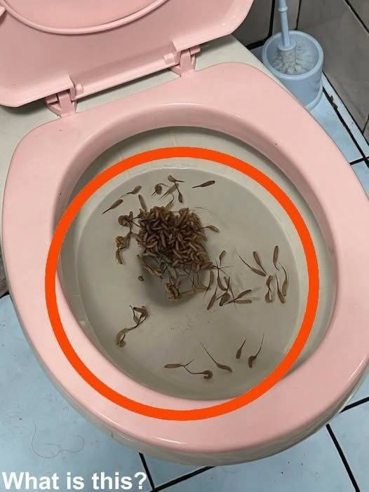 What I Discovered Moving Inside My Toilet Turned Into a Shocking Lesson About Nature’s Unstoppable Survival