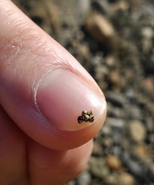 Friends Discovered Tiny Black Specks in Their Salad and Rushed to the Hospital Immediately