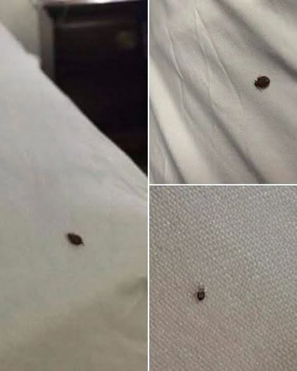 Last night, we discovered this in our bed, and my husband and I are really panicking.