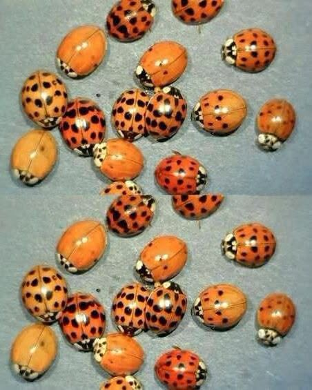 What It Signifies If You Spot a Yellow Ladybug: Symbolism, Science, and Ecological Importance