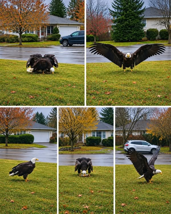 Giant Eagle Discovery Puts Scientists and a Quiet Region on Alert